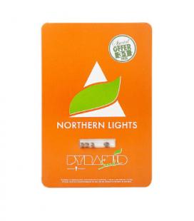 PYRAMID SEEDS - NORTHERN LIGHTS FEM