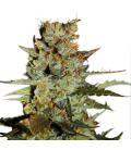 DUTCH PASSION - BLUEBERRY AUTO