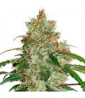 DUTCH PASSION - CBD WHITE WIDOW AUTO