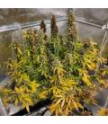 DUTCH PASSION - CBG FORCE AUTO