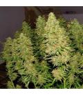 DUTCH PASSION - BLUE MAZAR AUTO