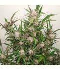 DUTCH PASSION - MIMOSA PUNCH AUTO