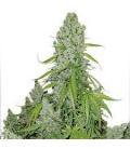 DUTCH PASSION - THINK BIG AUTO