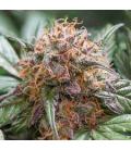 DUTCH PASSION - TRICHOME AND CREAM AUTO