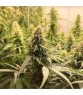 DUTCH PASSION - CBG FORCE AUTO