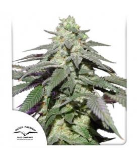 DUTCH PASSION - SKYWALKER HAZE AUTO
