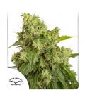 DUTCH PASSION - XTREME AUTO