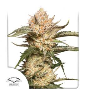 DUTCH PASSION - TRICHOME AND CREAM AUTO