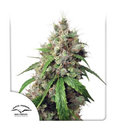 DUTCH PASSION - EUFORIA AUTO