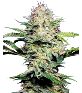 SENSI SEEDS - SENSI SKUNK AUTO