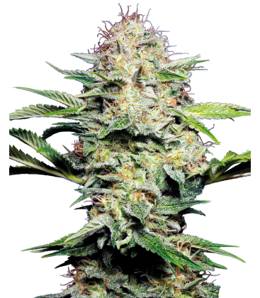 SENSI SEEDS - SENSI SKUNK AUTO