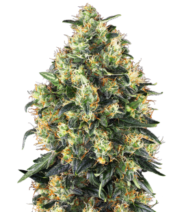 SENSI SEEDS - SUPER SKUNK AUTO