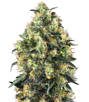 SENSI SEEDS - SUPER SKUNK AUTO