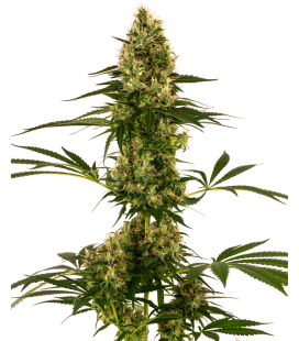 SENSI SEEDS - BLUE BULLET AUTO