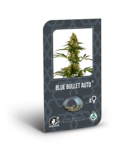 SENSI SEEDS - BLUE BULLET AUTO