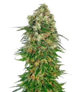 SENSI SEEDS - SHIVA SKUNK AUTO