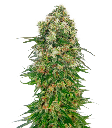 SENSI SEEDS - SHIVA SKUNK AUTO