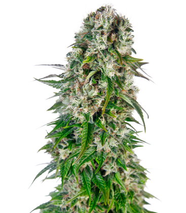 SENSI SEEDS - BIG BUD AUTO