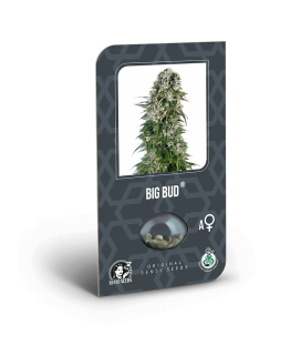 SENSI SEEDS - BIG BUD AUTO