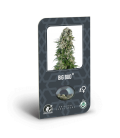 SENSI SEEDS - BIG BUD AUTO