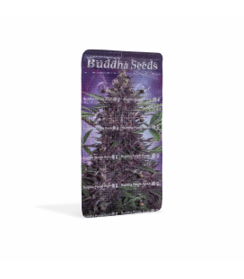 BUDDHA SEEDS - BUDDHA PURPLE KUSH AUTO