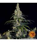 BARNEY'S FARM - AMNESIA HAZE AUTO