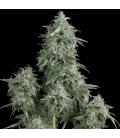 PYRAMID SEEDS - ANUBIS FEM