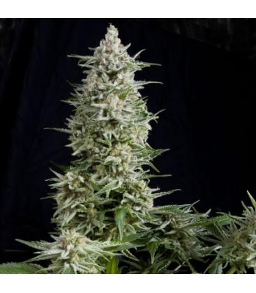 PYRAMID SEEDS - AMNESIA GOLD FEM