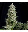 PYRAMID SEEDS - AMNESIA GOLD FEM