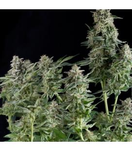 PYRAMID SEEDS - NORTHERN LIGHTS FEM