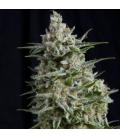 PYRAMID SEEDS - ANESTHESIA CBD