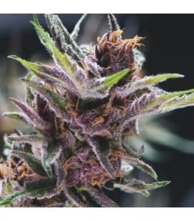 PYRAMID SEEDS - BLACK CHERRY PUNCH