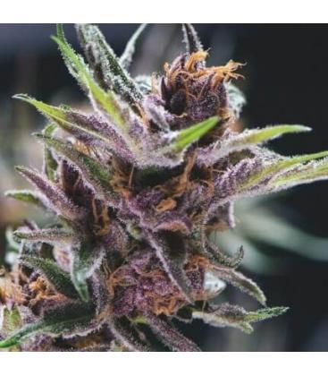 PYRAMID SEEDS - BLACK CHERRY PUNCH