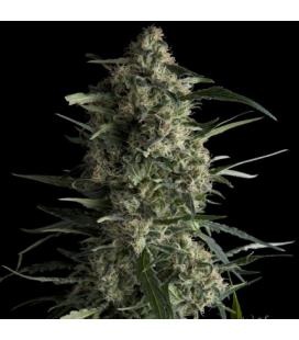 PYRAMID SEEDS - GALAXY CBD