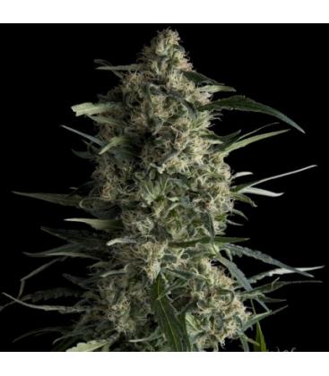 PYRAMID SEEDS - GALAXY CBD