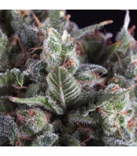 PYRAMID SEEDS - OLYMPIA FEM