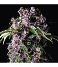 PYRAMID SEEDS - PURPLE FEM