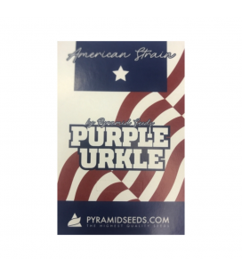 PYRAMID SEEDS - PURPLE URKLE