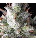 PYRAMID SEEDS - RAMSES FEM