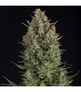 PYRAMID SEEDS - WEMBLEY FEM