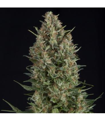 PYRAMID SEEDS - WEMBLEY FEM