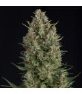 PYRAMID SEEDS - WEMBLEY FEM