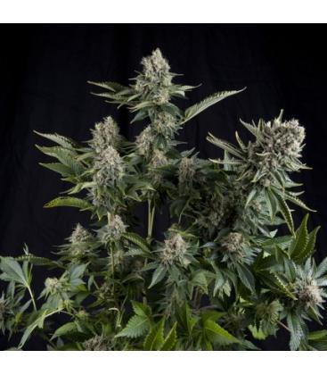 PYRAMID SEEDS - WHITE WIDOW CBD FEM