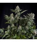 PYRAMID SEEDS - WHITE WIDOW FEM