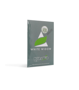 PYRAMID SEEDS - WHITE WIDOW CBD FEM