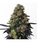 RIPPER SEEDS - ACID DOUGHT FEM