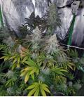 RIPPER SEEDS - ACID DOUGHT FEM