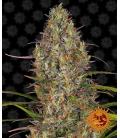 BARNEY'S FARM - GLUE GELATO AUTO