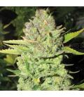 MEDICAL SEEDS - DEVIL FRUIT FEM