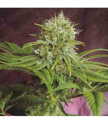 MEDICAL SEEDS - ELIXIR VITAE CBD